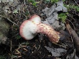 Suillus spraguei image