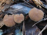 Psathyrella piluliformis image