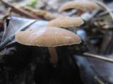 Psathyrella piluliformis image