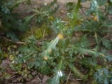 Puccinia lagenophorae image