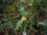 Puccinia lagenophorae image