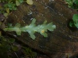 Puccinia lagenophorae image