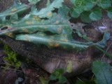 Puccinia lagenophorae image
