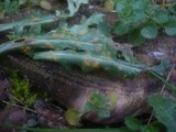Puccinia lagenophorae image