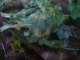 Puccinia lagenophorae image