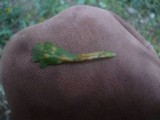Puccinia lagenophorae image