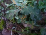 Puccinia lagenophorae image