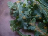 Puccinia lagenophorae image
