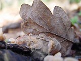 Merulius tremellosus image