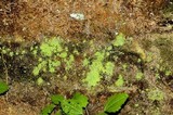 Botryolepraria lesdainii image