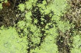 Botryolepraria lesdainii image