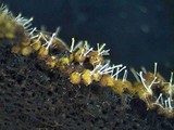 Byssostilbe stilbigera image