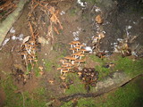 Psathyrella piluliformis image