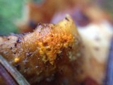 Hypomyces aurantius image