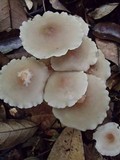 Filoboletus gracilis image