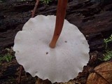 Filoboletus gracilis image