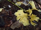 Cotylidia aurantiaca image