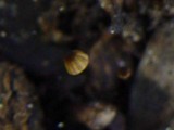 Marasmius corbariensis image