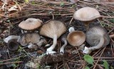 Pseudoclitocybe cyathiformis image