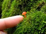Hygrocybe miniata image