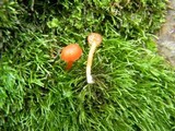 Hygrocybe miniata image