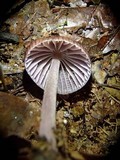 Mycena holoporphyra image