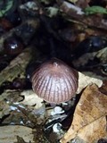 Mycena holoporphyra image