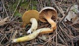 Suillus fuscotomentosus image