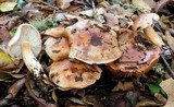 Tricholoma dryophilum image
