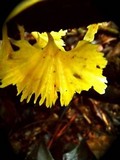 Cotylidia aurantiaca image
