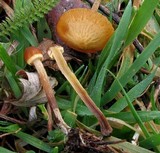 Conocybe rugosa image