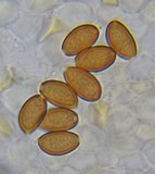 Conocybe rugosa image