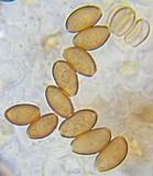 Conocybe rugosa image