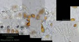 Conocybe rugosa image