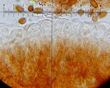 Conocybe rugosa image