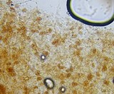 Conocybe rugosa image