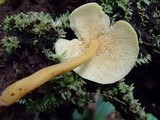 Tricholomopsis aurea image