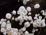 Marasmius multiceps image