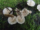 Marasmius multiceps image