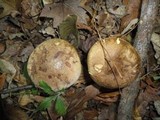 Boletus vermiculosoides image