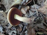 Boletus vermiculosoides image