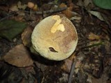 Boletus vermiculosoides image