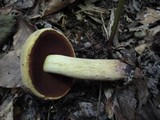 Boletus vermiculosoides image