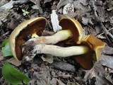 Boletus vermiculosoides image