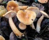 Lactarius desjardinii image