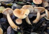 Lactarius desjardinii image