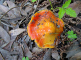 Hygrocybe acutoconica image