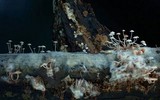 Filoboletus manipularis image