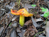 Hygrocybe acutoconica image