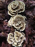 Thelephora vialis image